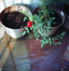 thumbnail KODAK colorplus 200 (iso 200, 36 exp) date 2028 - 1