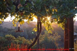 thumbnail Filter Tianya STAR for Square holder cokin P series - 2