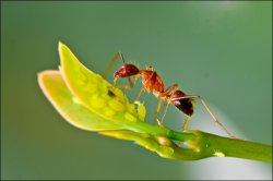 thumbnail Ring đảo đầu chụp Macro - 4