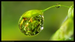 thumbnail Ring đảo đầu chụp Macro - 5