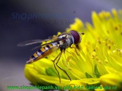 thumbnail Raynox DCR-250 super macro conversion lens - 1