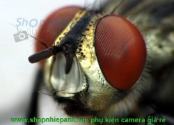thumbnail Raynox DCR-250 super macro conversion lens - 3