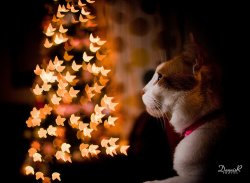 thumbnail Bộ hiệu ứng bokeh 40 kiểu độc đáo - 1