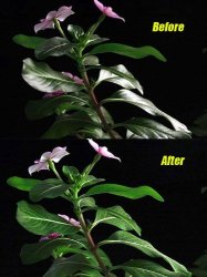 thumbnail Filter Daisee CPL Pro DMC Slim - 2