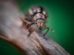 thumbnail Flash Macro Triopo TR-15EX for Nikon - 2