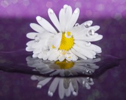 thumbnail Flash macro Yongnuo YN14EX II S for Sony - 7