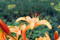 thumbnail Fujifilm C200 fujicolor (iso 200, 36 exp) date 12/2026 - 2