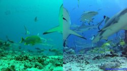 thumbnail Kính lọc màu lặn biển cho Gopro 4 GP150 - 2