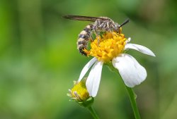 thumbnail Lens 7ARTISANS 60mm F2.8 MACRO mark II 1:1 for Fujifilm FX - 4