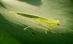 thumbnail Lens 7ARTISANS 60mm F2.8 MACRO mark II 1:1 for Fujifilm FX - 5