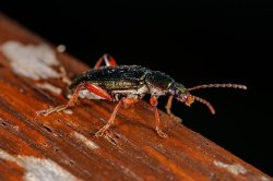 thumbnail Macro Flash GODOX MF12 K2 - 9