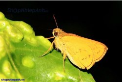 thumbnail Tube Macro Meike AF nikon (METAL MOUNT) - 5